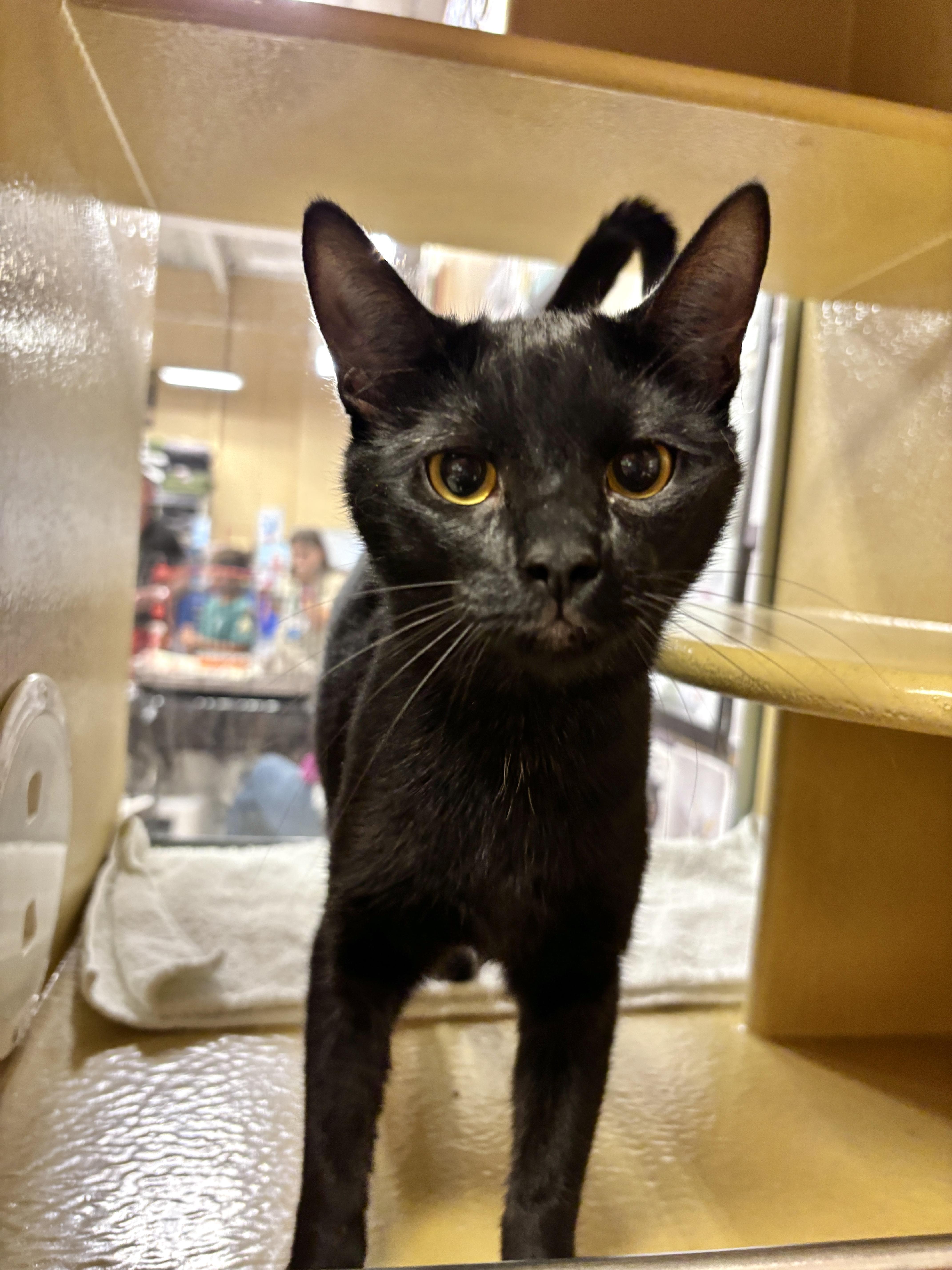 Enlarge Tifa, a Adoptable Domestic Short Hair in Sonora, CA image 1/1