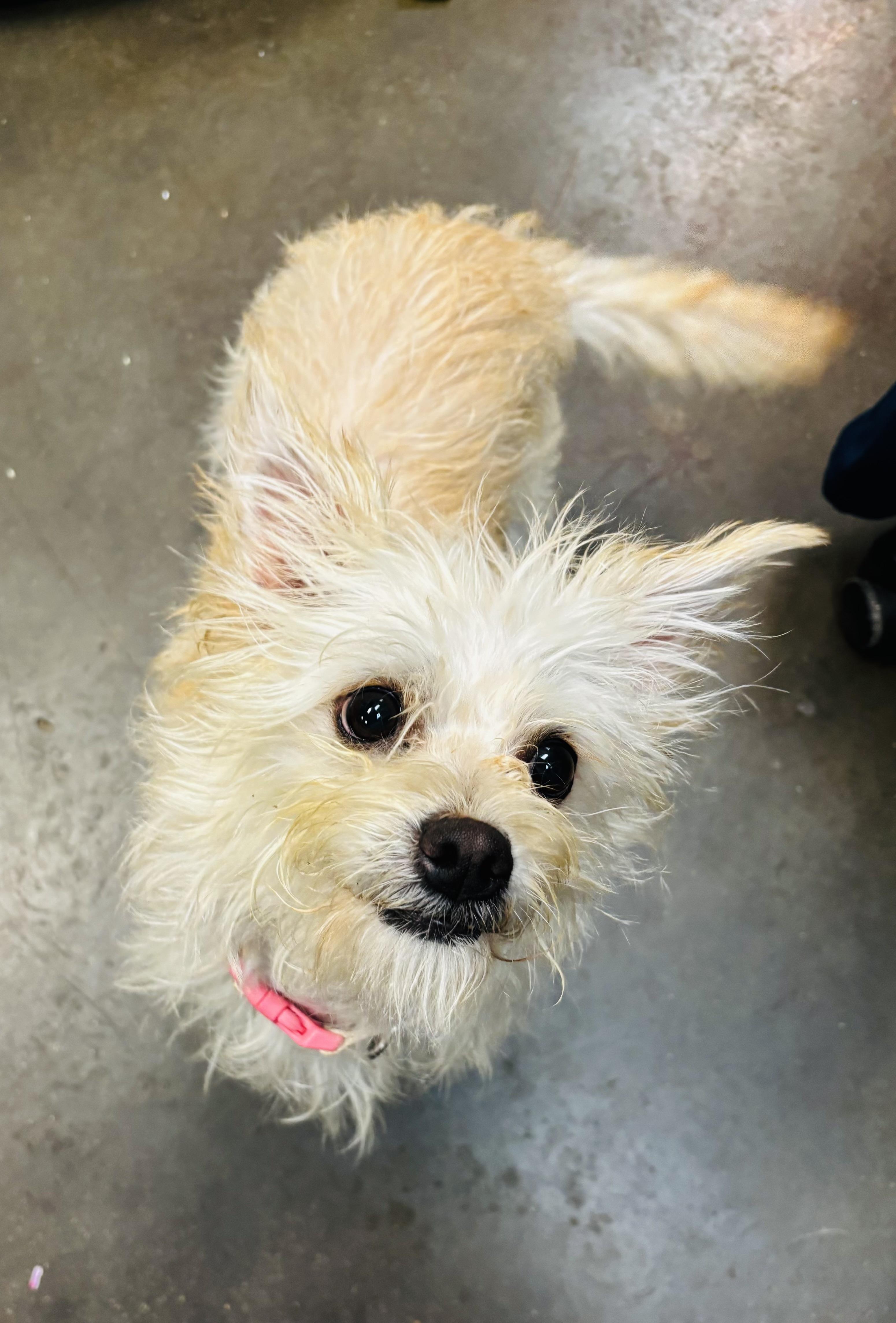 Sugar, Adoptable, Adult Female Terrier.