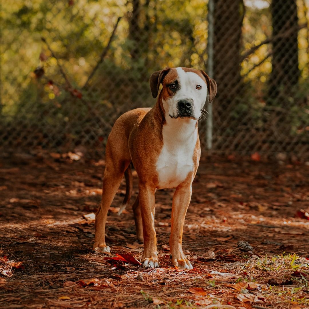 Enlarge Dewey, a Adopted mixed breed in Marietta, GA image 1/5
