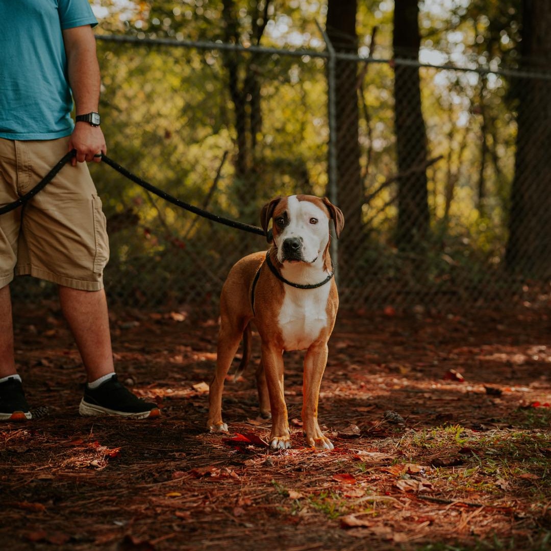 Enlarge Dewey, a Adopted mixed breed in Marietta, GA image 2/5