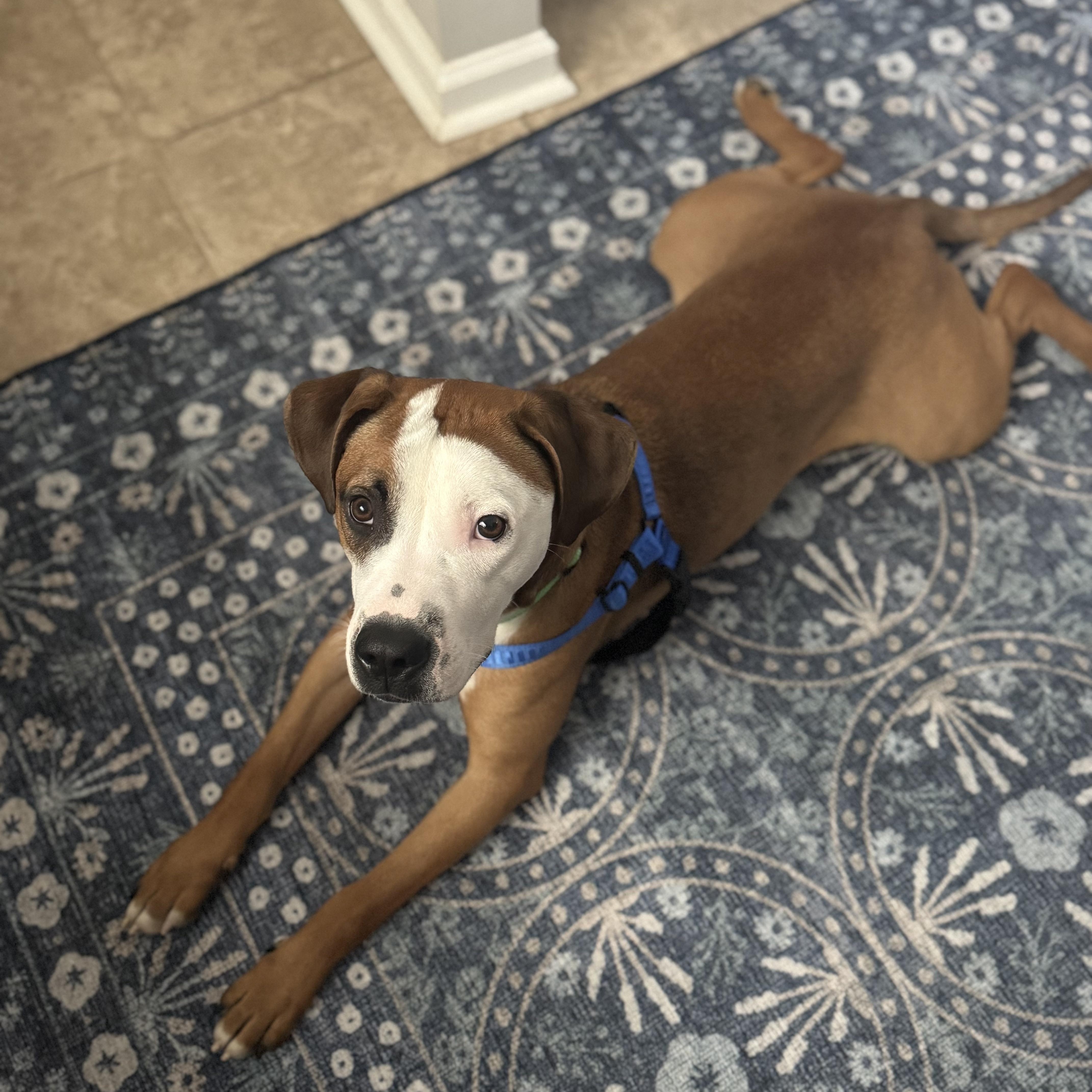 Enlarge Dewey, a Adopted mixed breed in Marietta, GA image 4/5