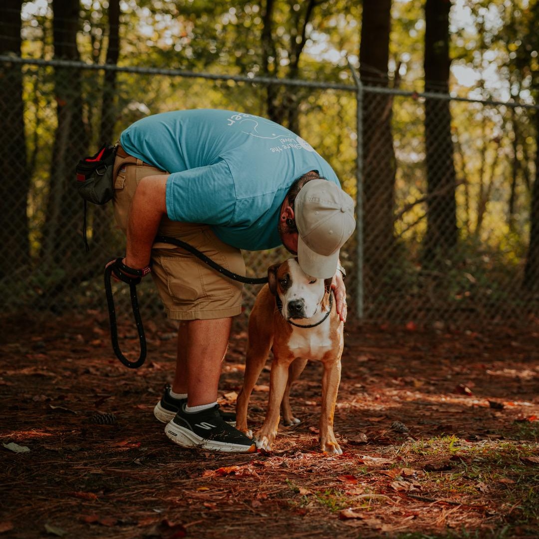 Enlarge Dewey, a Adopted mixed breed in Marietta, GA image 5/5