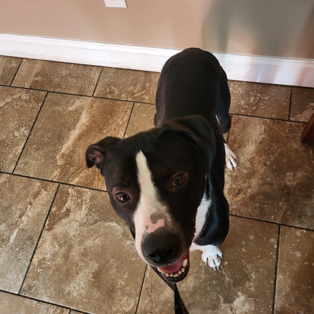 Cricket, Adoptable, Adult Male Husky & Dogo Argentino.