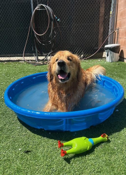 Meatball, a Adopted mixed breed in Oshawa, ON image 2/3