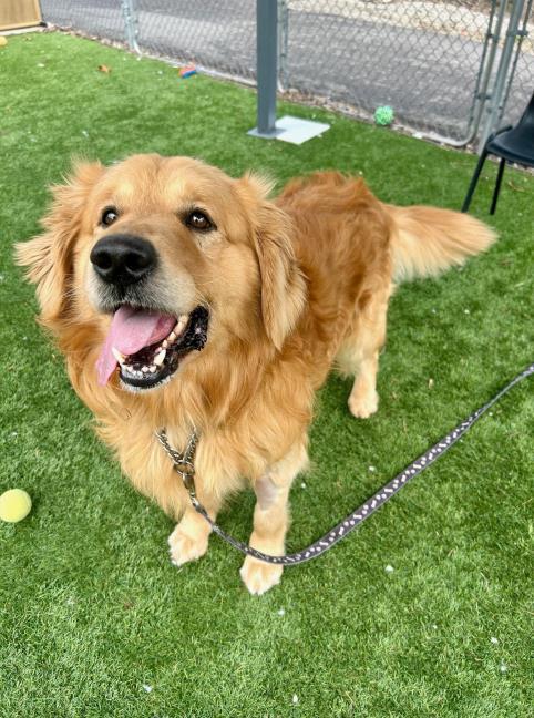 Meatball, Adopted, Adult Male Golden Retriever.