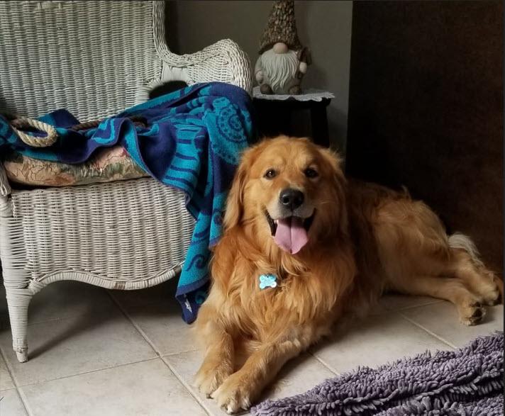 Meatball, a Adopted mixed breed in Oshawa, ON image 3/3