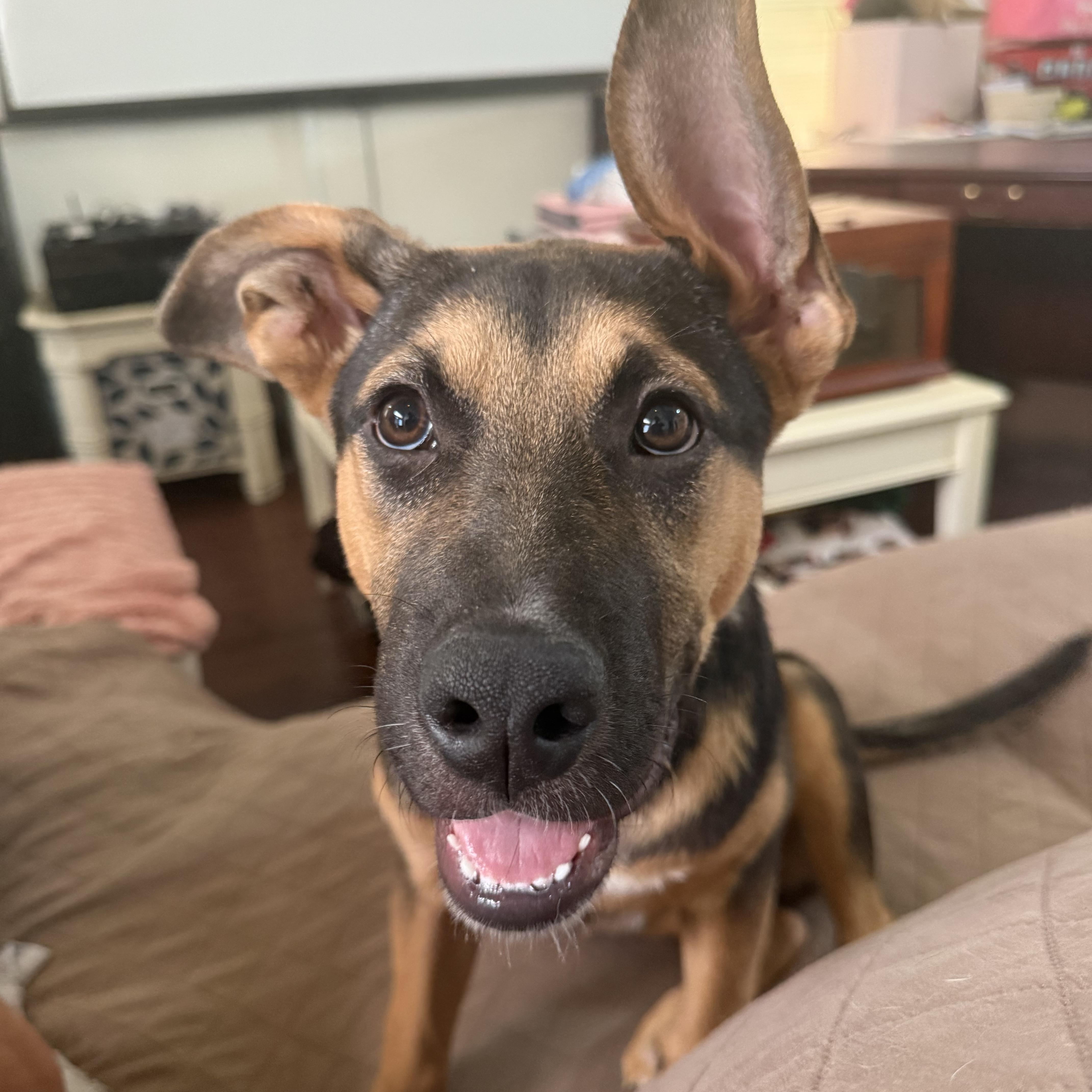 Hope, a ADOPTABLE mixed breed in Fort Worth, TX image 6/6
