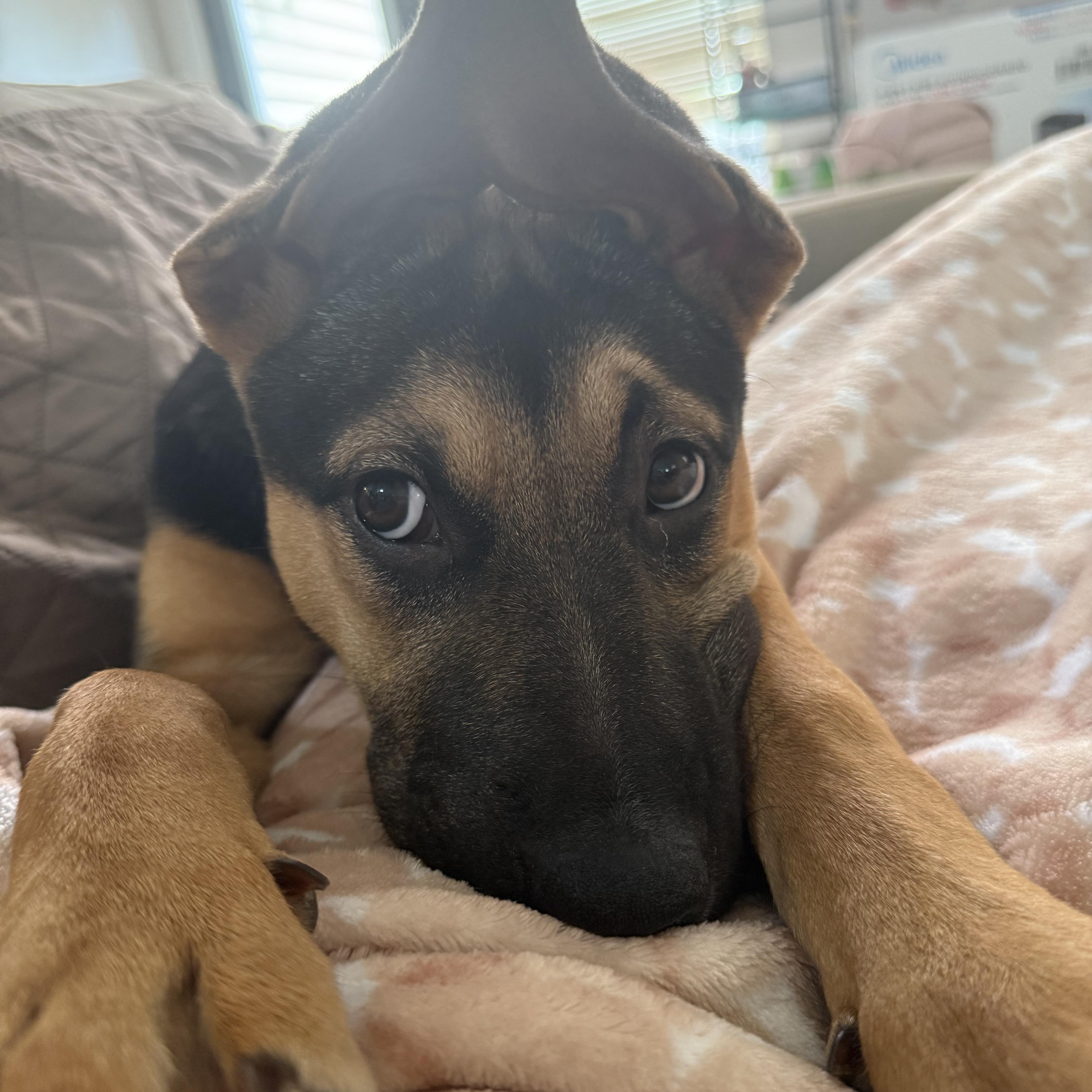 Hope, a ADOPTABLE mixed breed in Fort Worth, TX image 5/6