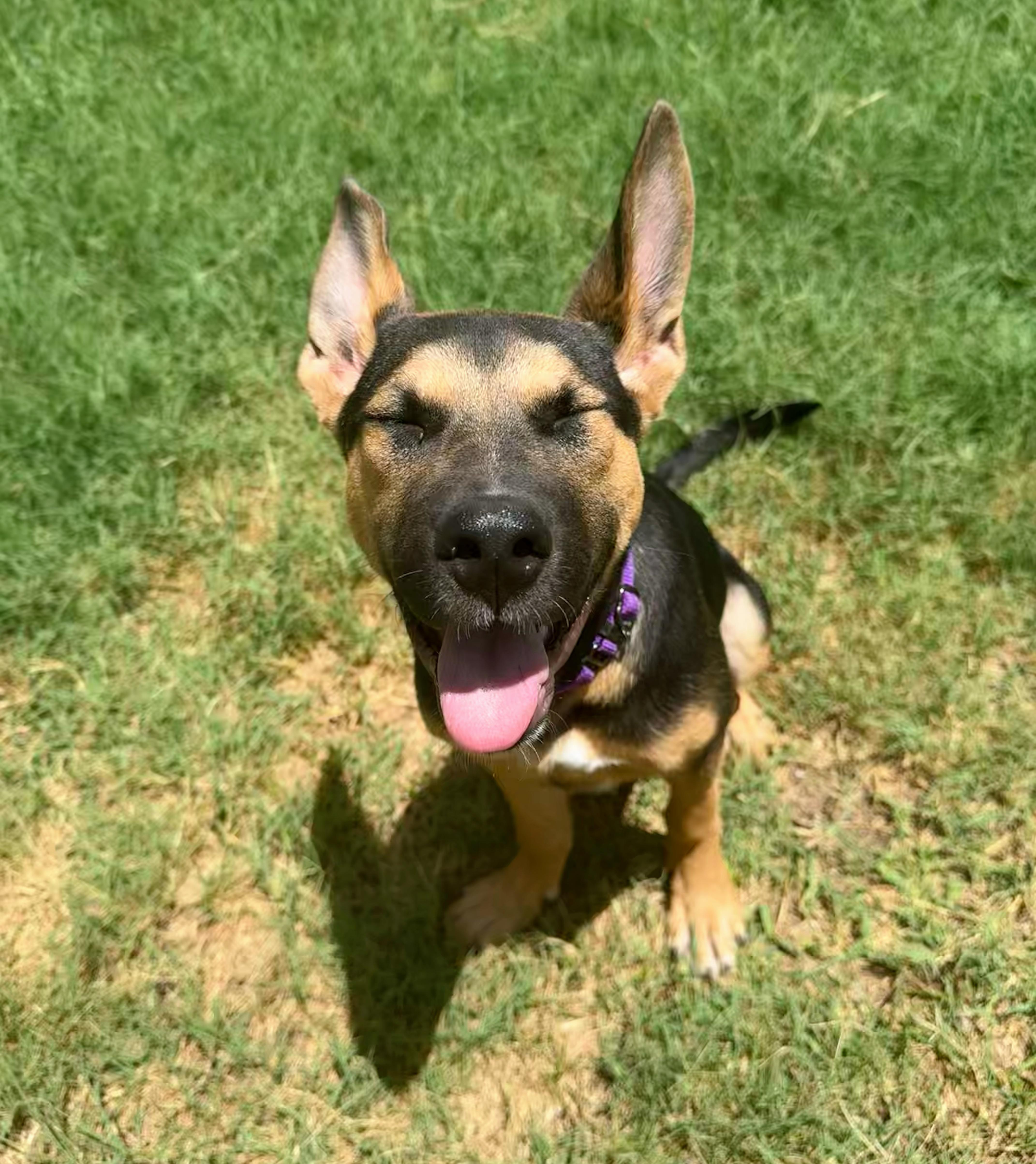 Hope, a ADOPTABLE mixed breed in Fort Worth, TX image 3/6