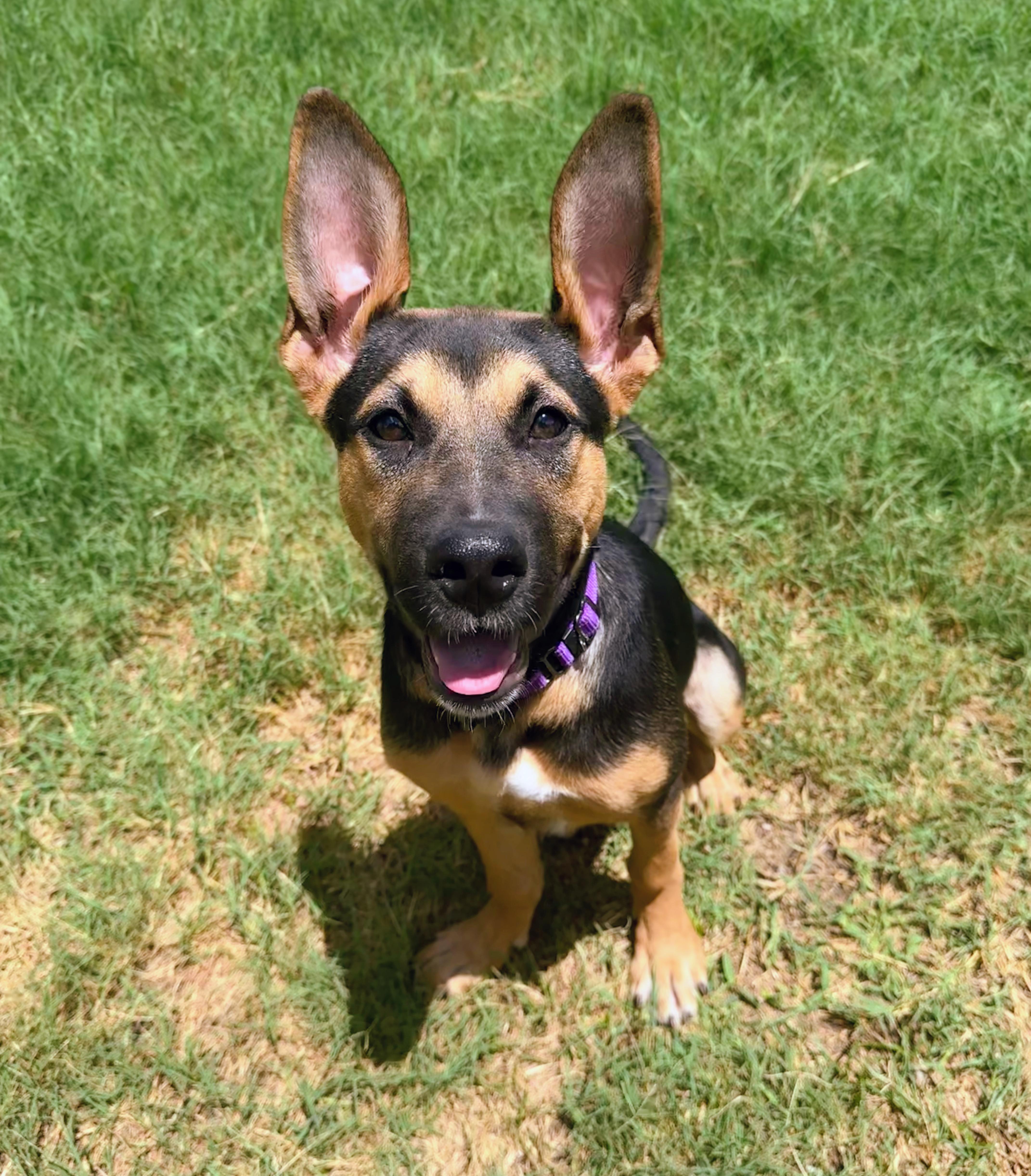 Hope, ADOPTABLE, Puppy Female German Shepherd Dog.