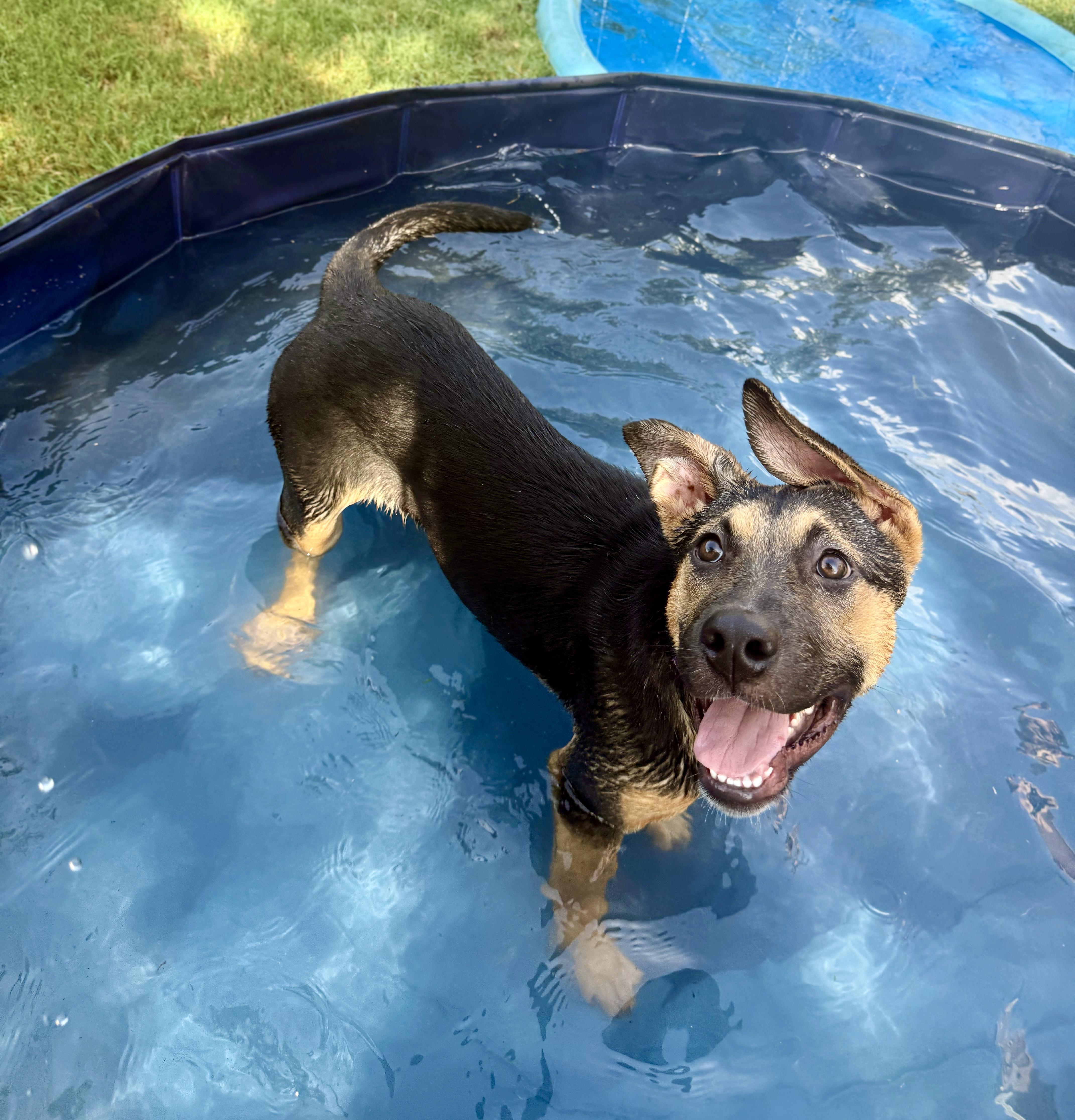 Hope, a ADOPTABLE mixed breed in Fort Worth, TX image 2/6