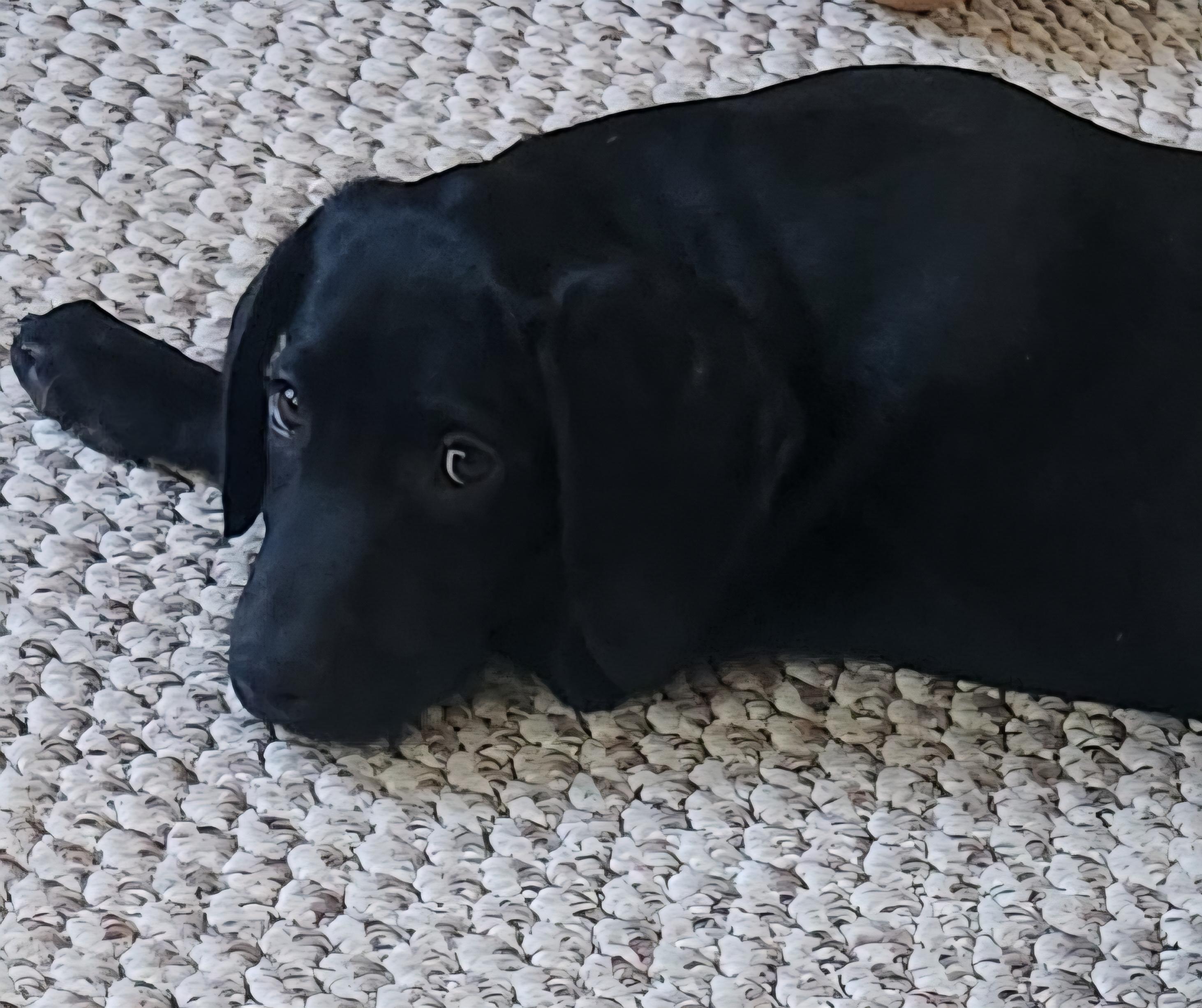 Enlarge Edison, a Adoptable mixed breed in Minneapolis, MN image 2/6