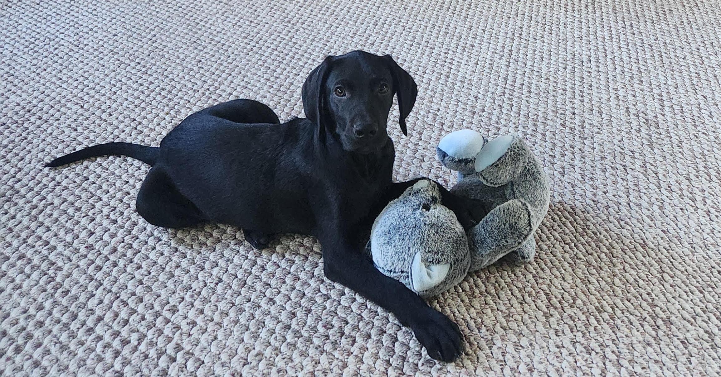 Edison, Adoptable, Puppy Male Retriever & Hound.