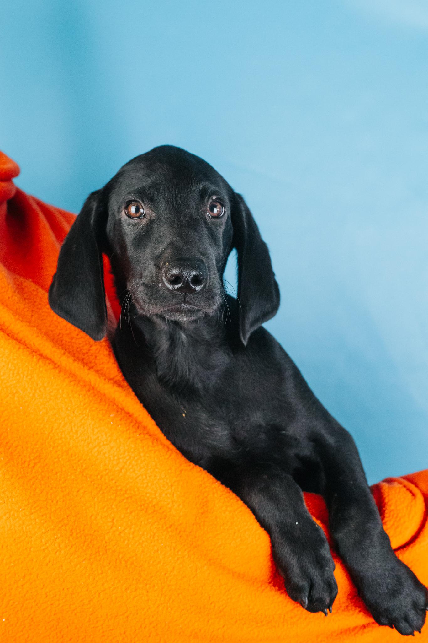 Enlarge Edison, a Adoptable mixed breed in Minneapolis, MN image 5/6