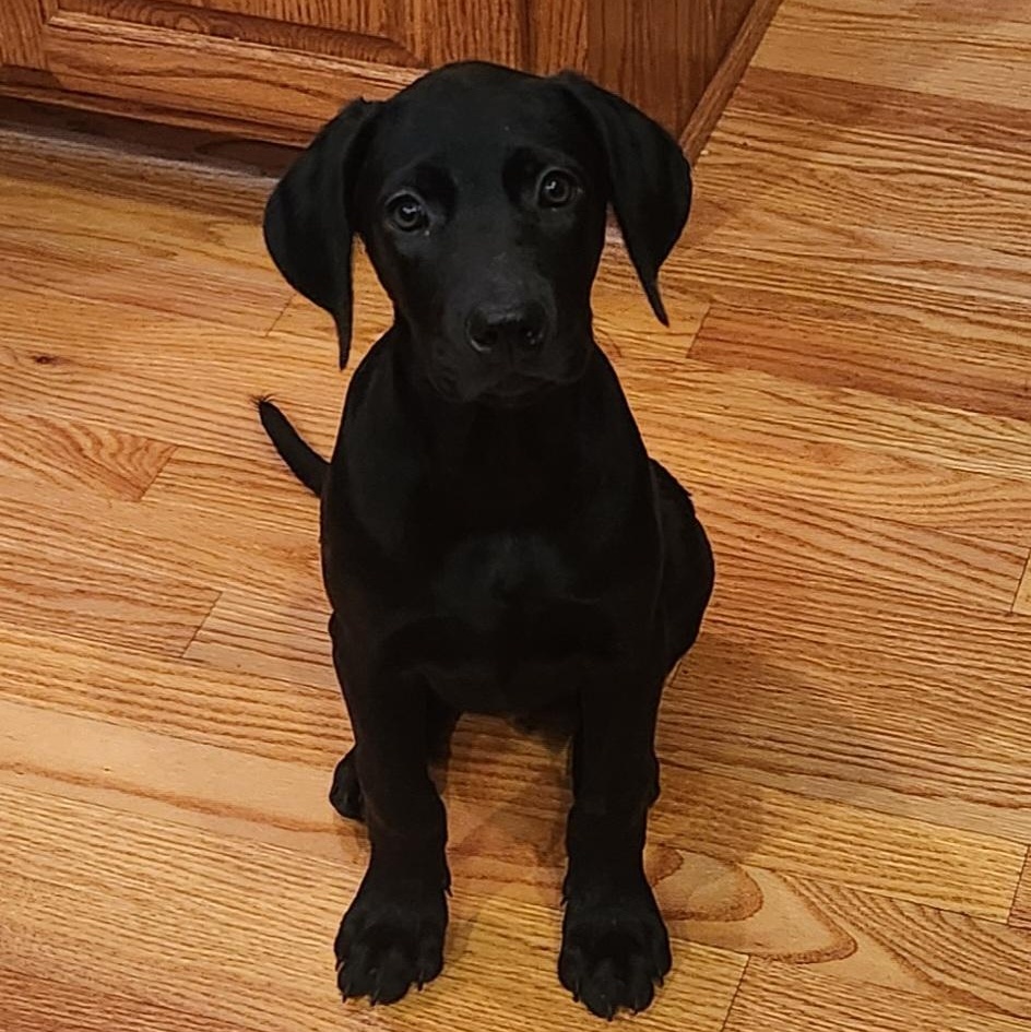Enlarge Edison, a Adoptable mixed breed in Minneapolis, MN image 3/6