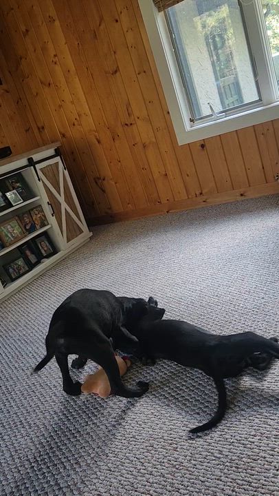 Enlarge Edison, a Adoptable mixed breed in Minneapolis, MN video 6/6