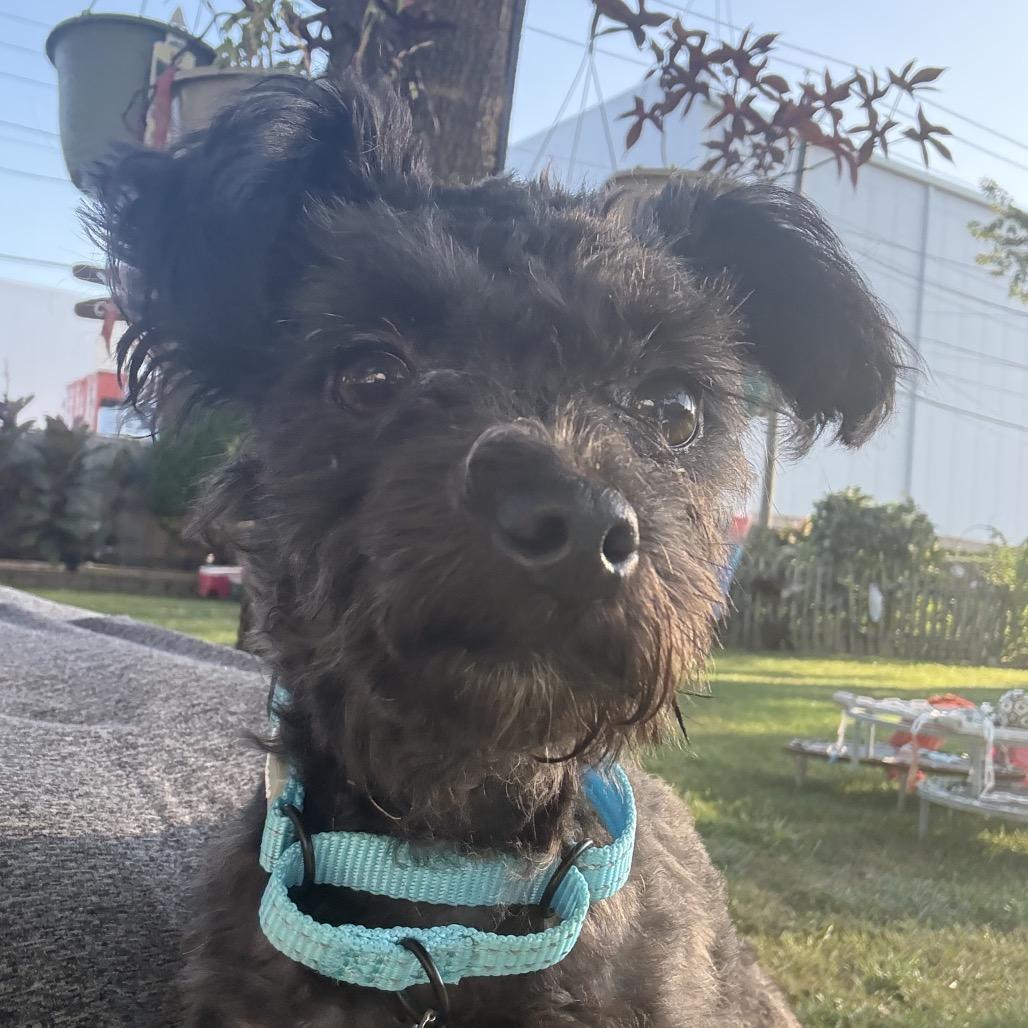 Sid, Adoptable, Young Male Poodle (Toy).