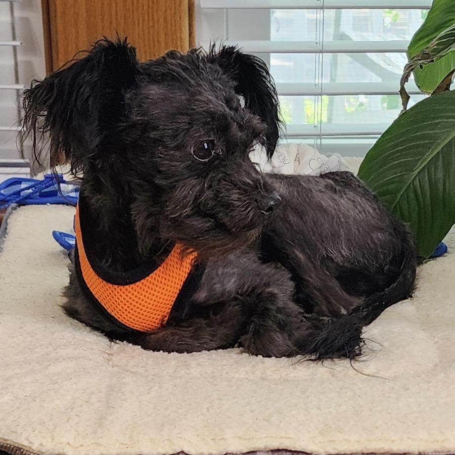 Enlarge Sid, a Adoptable Poodle (Toy) in Hudson, IL image 2/4