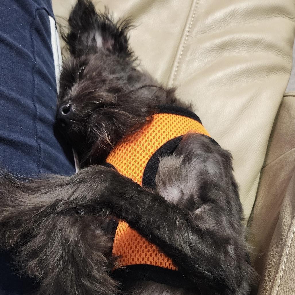 Enlarge Sid, a Adoptable Poodle (Toy) in Hudson, IL image 3/4