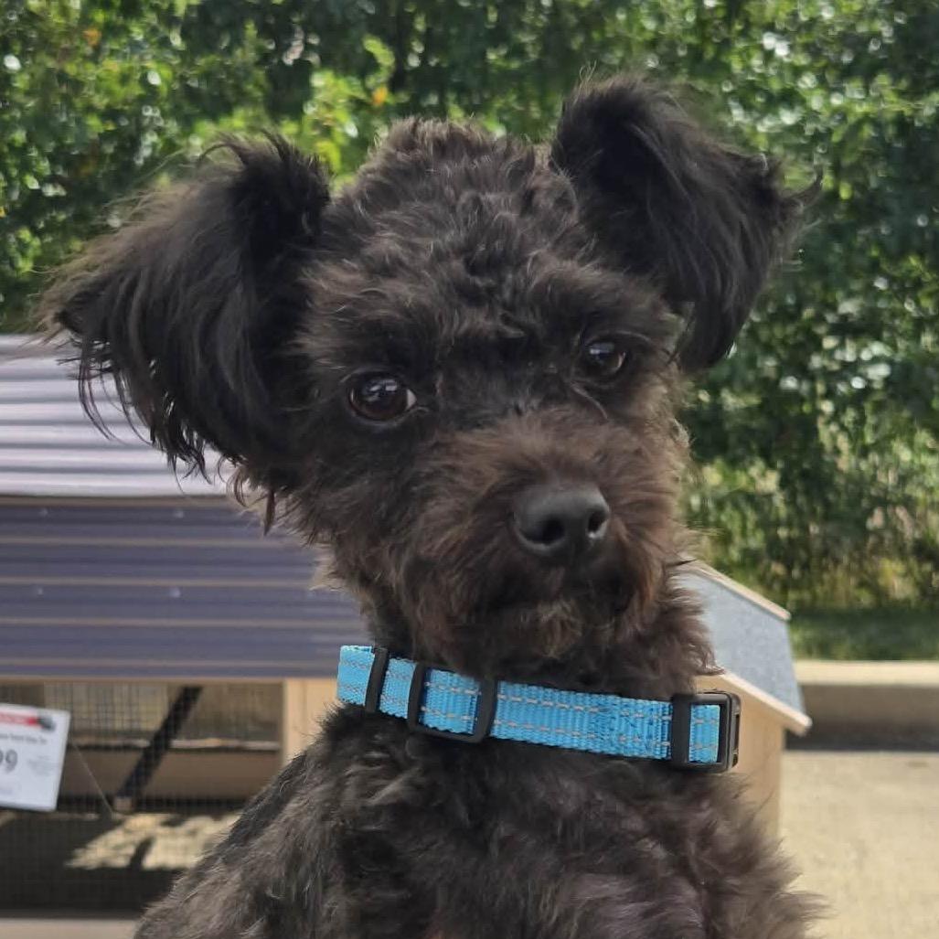 Enlarge Sid, a Adoptable Poodle (Toy) in Hudson, IL image 4/4