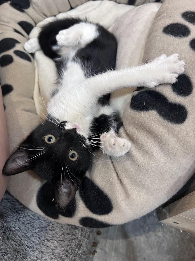 Chakra, an adoptable Domestic Short Hair in Wakefield, QC image 4/5