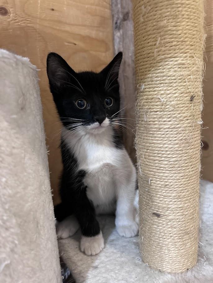 Chakra, an adoptable Domestic Short Hair in Wakefield, QC image 2/5
