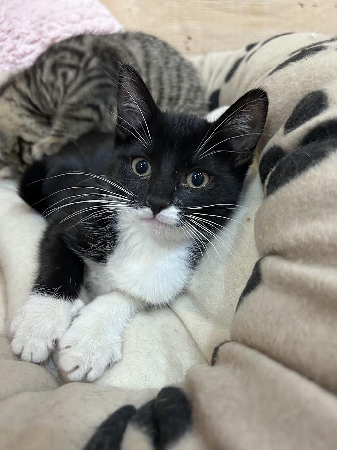 Chakra, an adoptable Domestic Short Hair in Wakefield, QC image 3/5