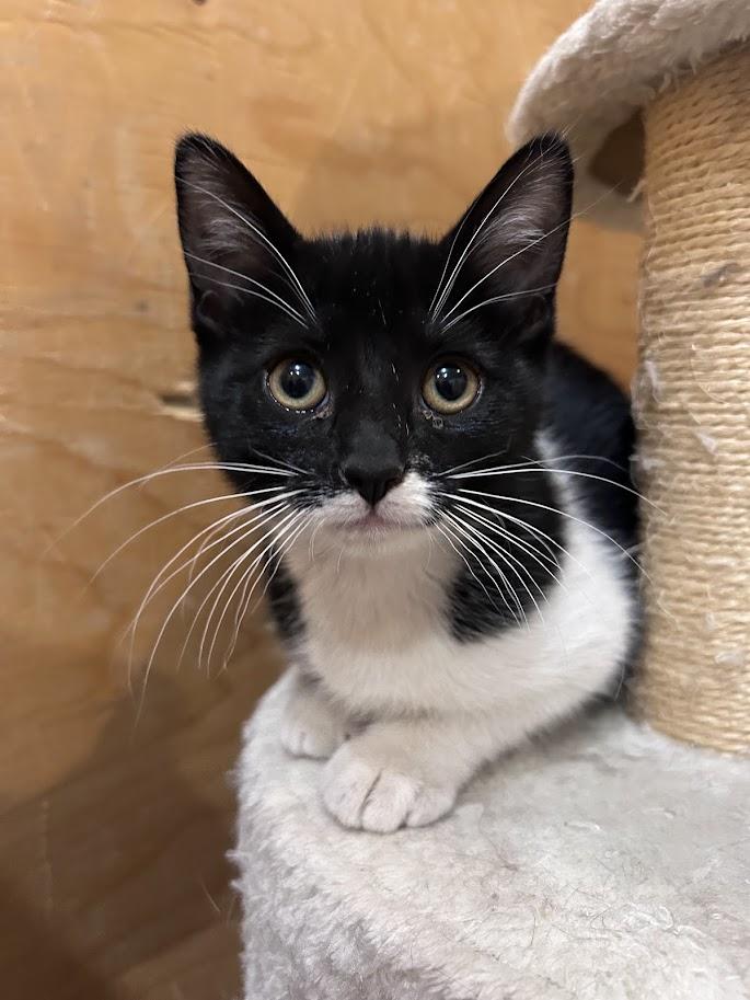 Chakra, an adoptable Domestic Short Hair in Wakefield, QC image 5/5