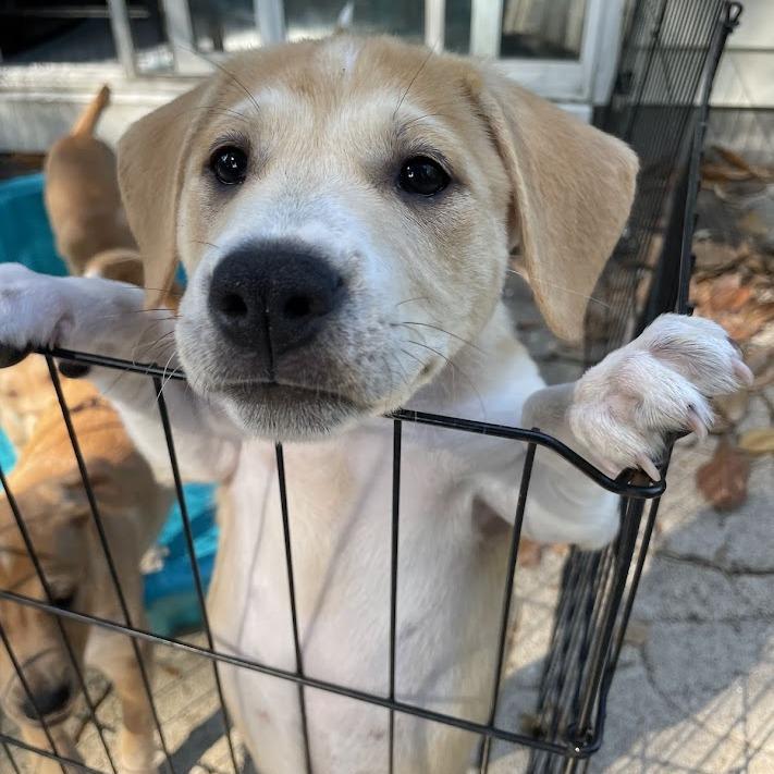 Enlarge Sour Patch Kids, a Adoptable Boxer in North Charleston, SC image 1/6