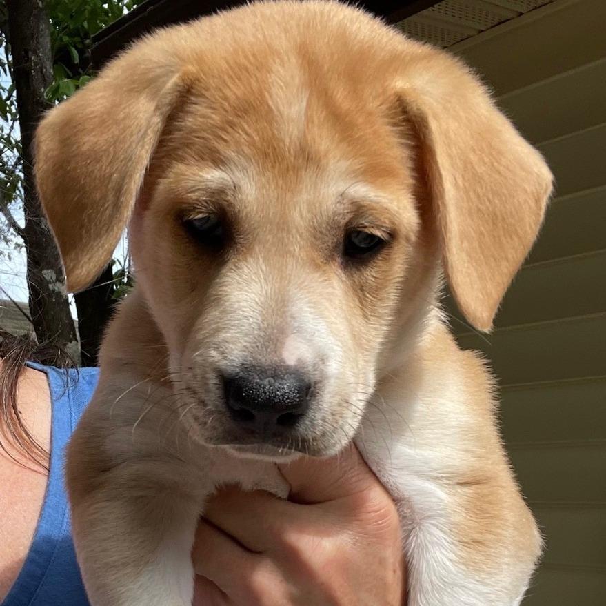 Sour Patch Kids, Adoptable, Puppy Female Boxer.
