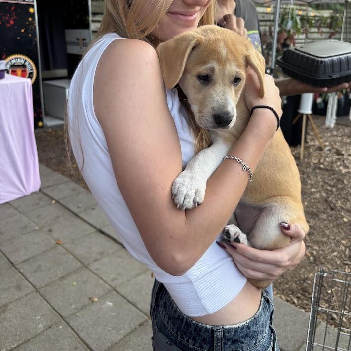 Enlarge Sour Patch Kids, a Adoptable Boxer in North Charleston, SC image 3/6