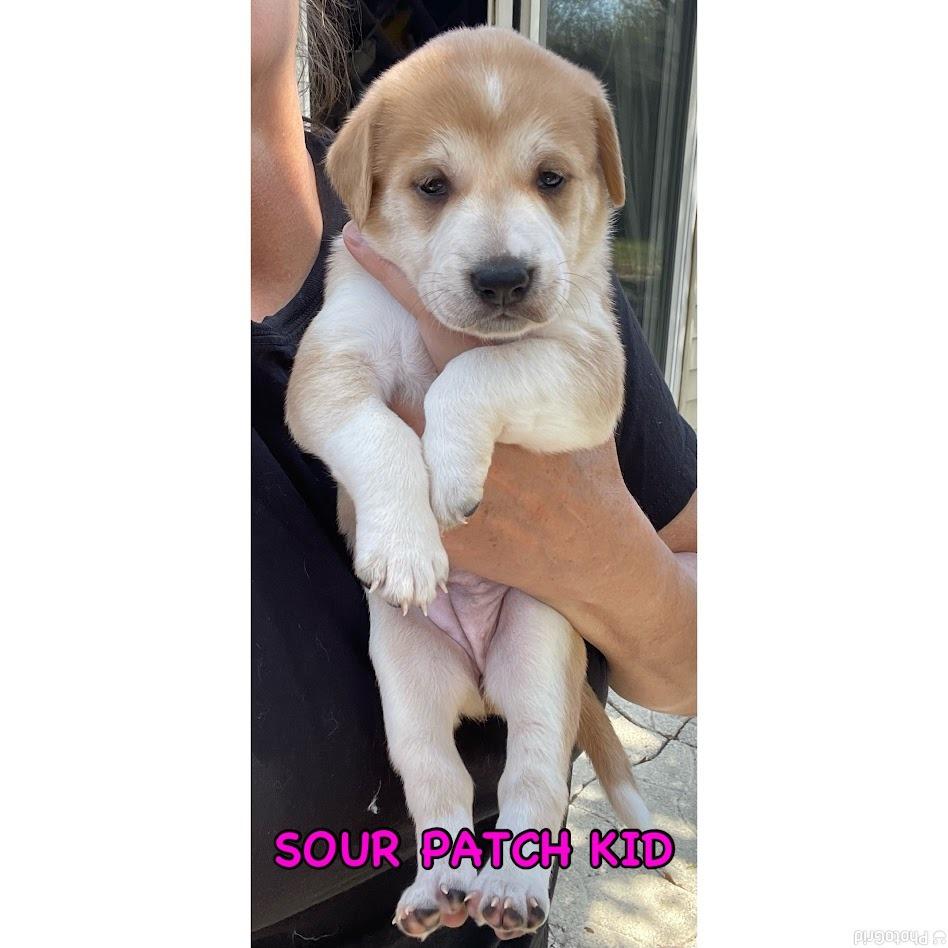 Sour Patch Kids, Adoptable, Puppy Female Boxer.