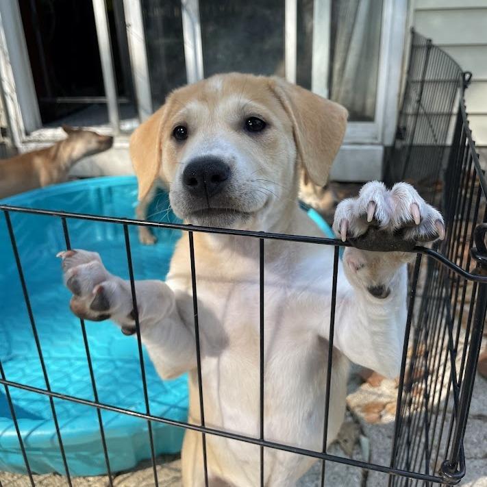 Enlarge Sour Patch Kids, a Adoptable Boxer in North Charleston, SC image 5/6