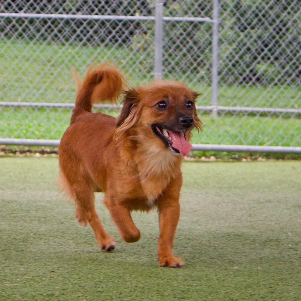 Enlarge Molly & Della, a Adoptable Dachshund (Long Haired) in Godfrey, IL image 4/6