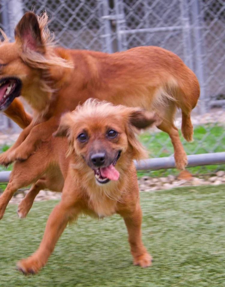 Enlarge Molly & Della, a Adoptable Dachshund (Long Haired) in Godfrey, IL image 5/6