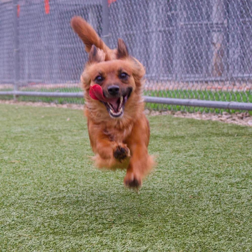 Enlarge Molly & Della, a Adoptable Dachshund (Long Haired) in Godfrey, IL image 3/6