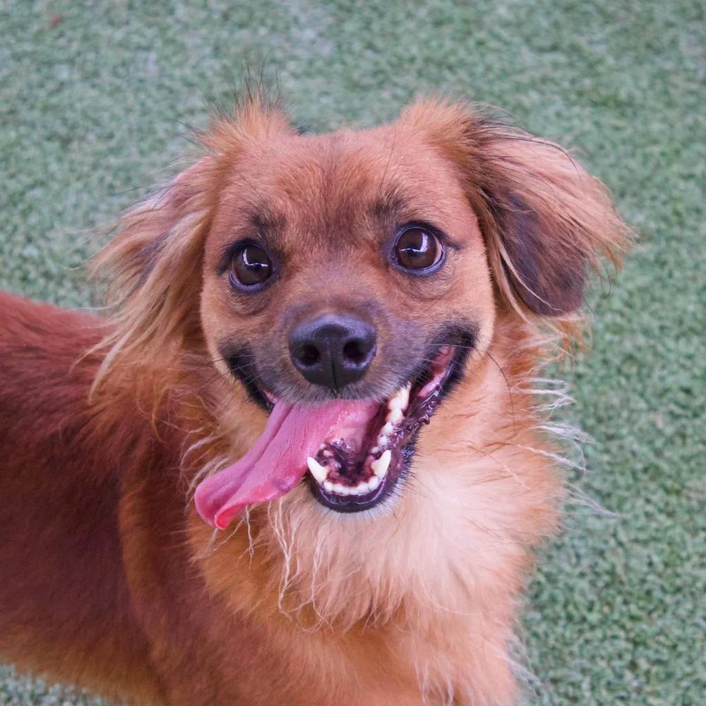 Enlarge Molly & Della, a Adoptable Dachshund (Long Haired) in Godfrey, IL image 1/6
