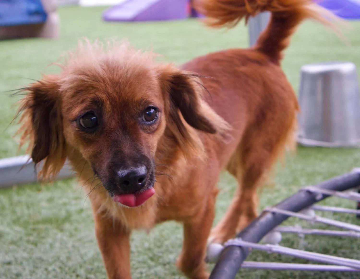 Enlarge Molly & Della, a Adoptable Dachshund (Long Haired) in Godfrey, IL image 2/6
