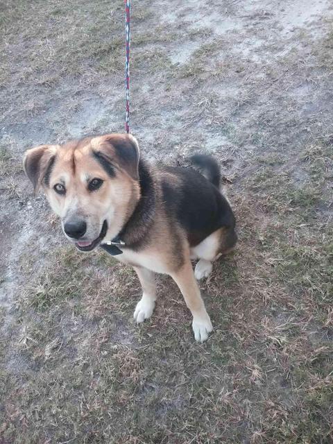 Enlarge Jerry, a Adopted mixed breed in Wauchula, FL image 2/2