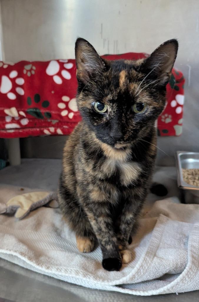 Jolene, Adoptable, Young Female Domestic Short Hair.