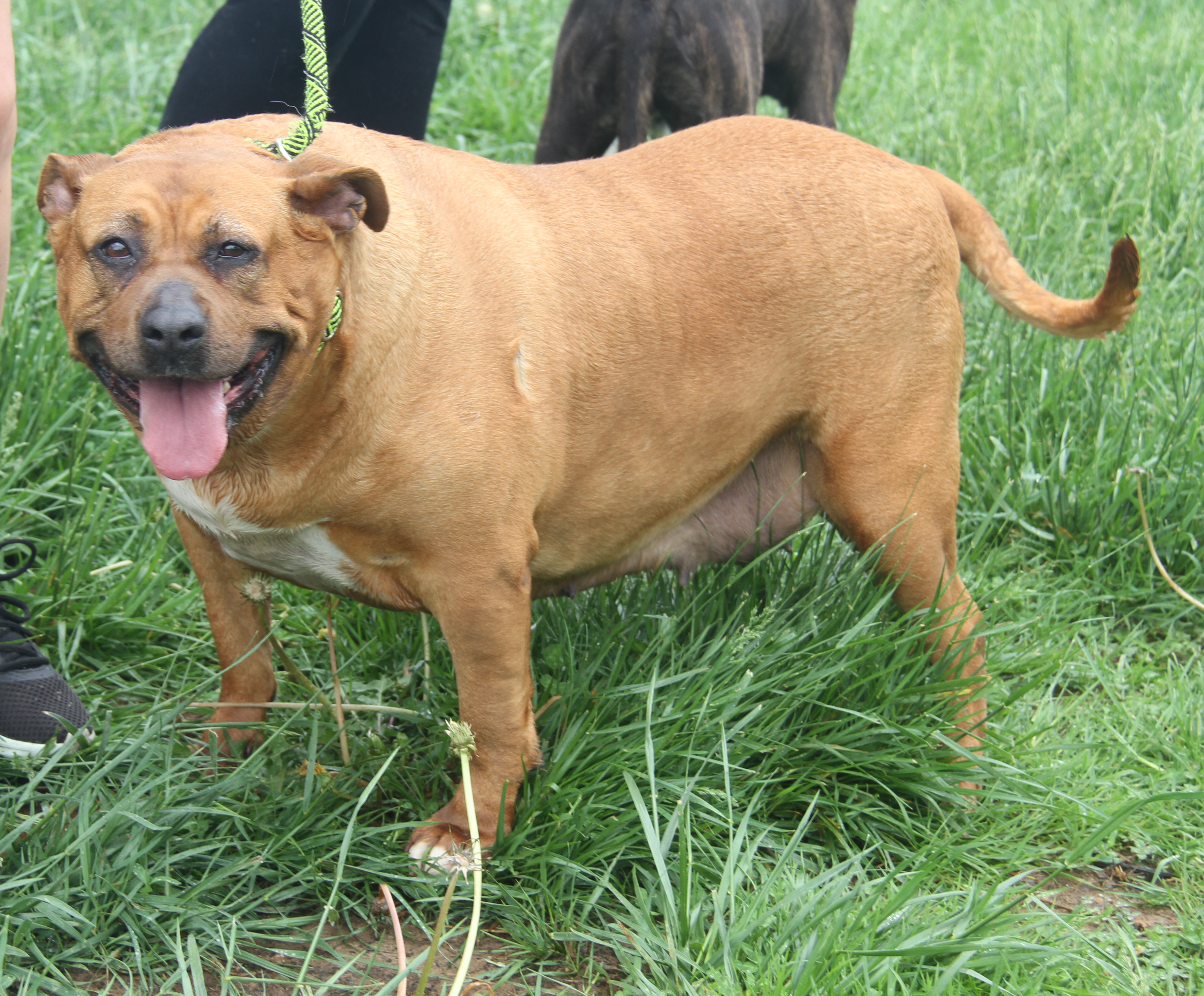 Chloe (Spayed) (Photos 5/4/2024), a Adoptable mixed breed in Marietta, OH image 3/6