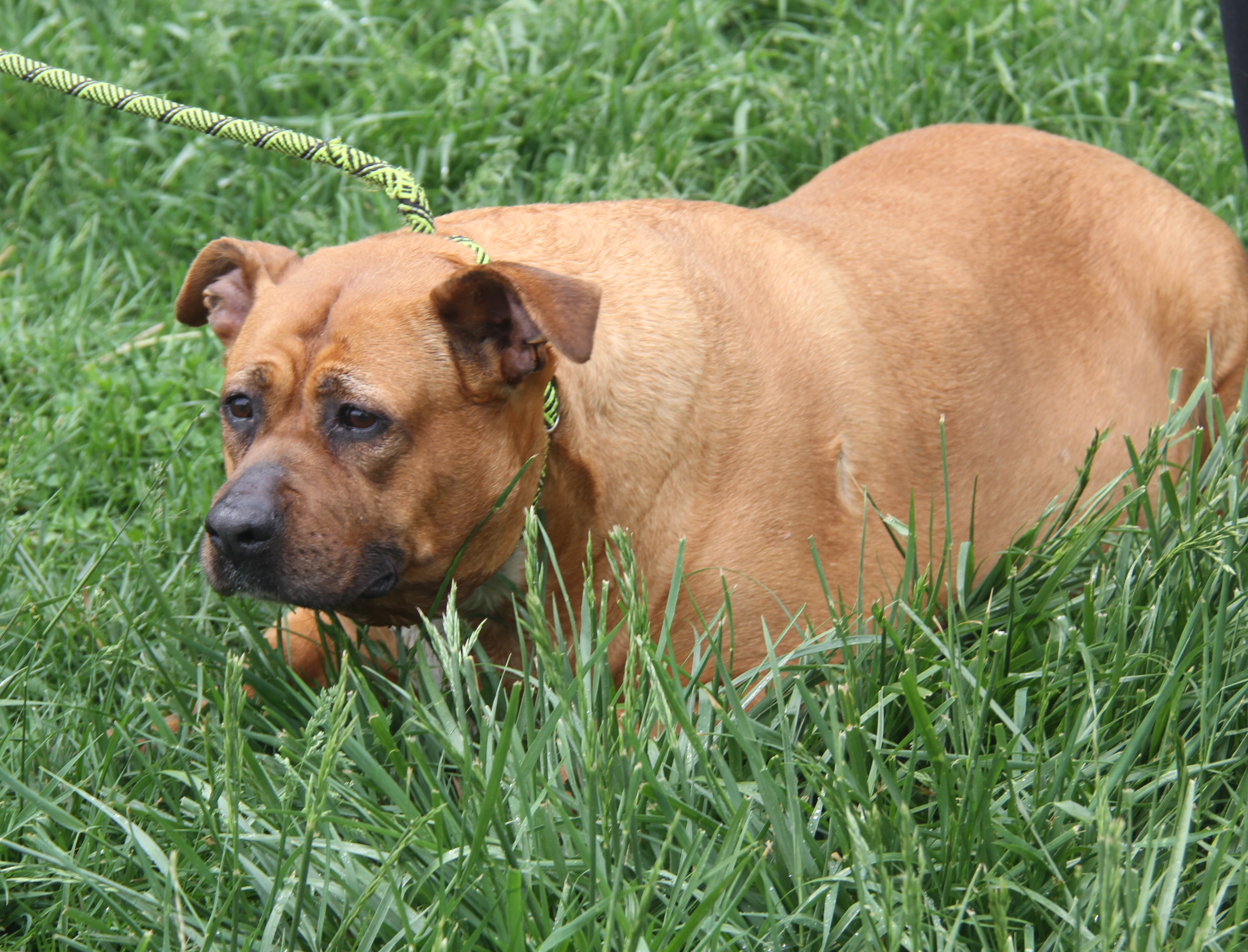 Chloe (Spayed) (Photos 5/4/2024), a Adoptable mixed breed in Marietta, OH image 5/6