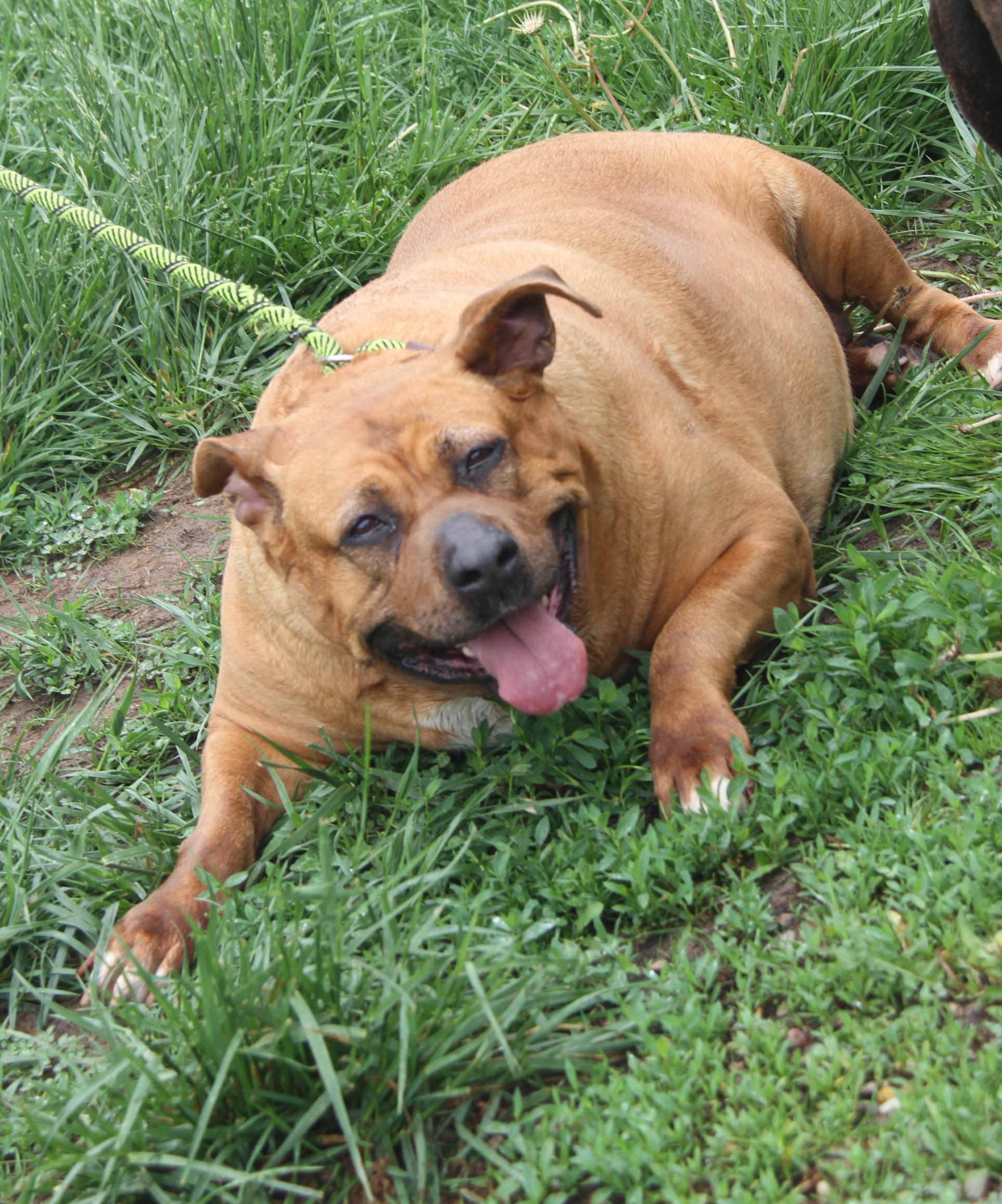 Chloe (Spayed) (Photos 5/4/2024), a Adoptable mixed breed in Marietta, OH image 6/6