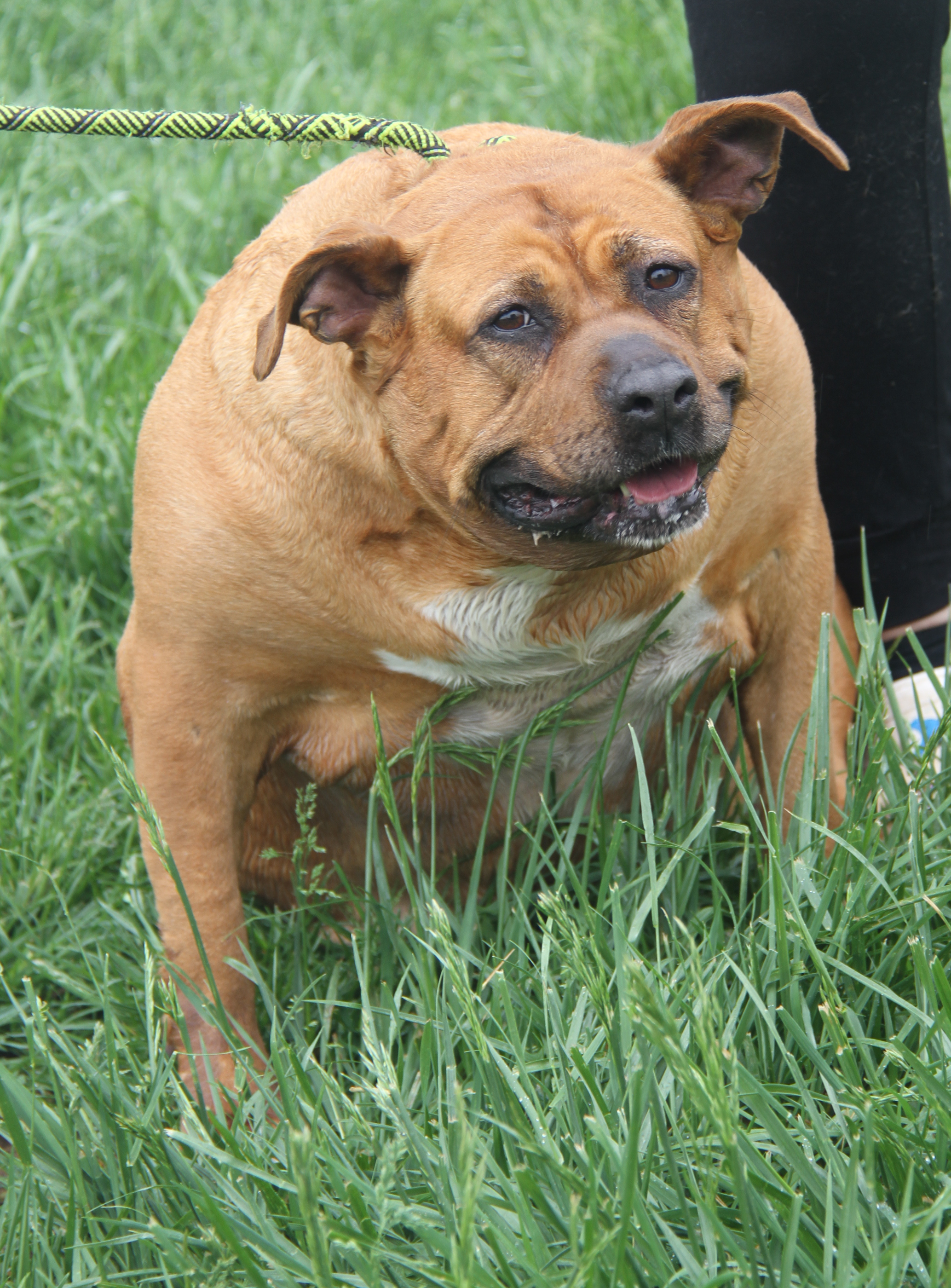 Chloe (Spayed) (Photos 5/4/2024), a Adoptable mixed breed in Marietta, OH image 4/6