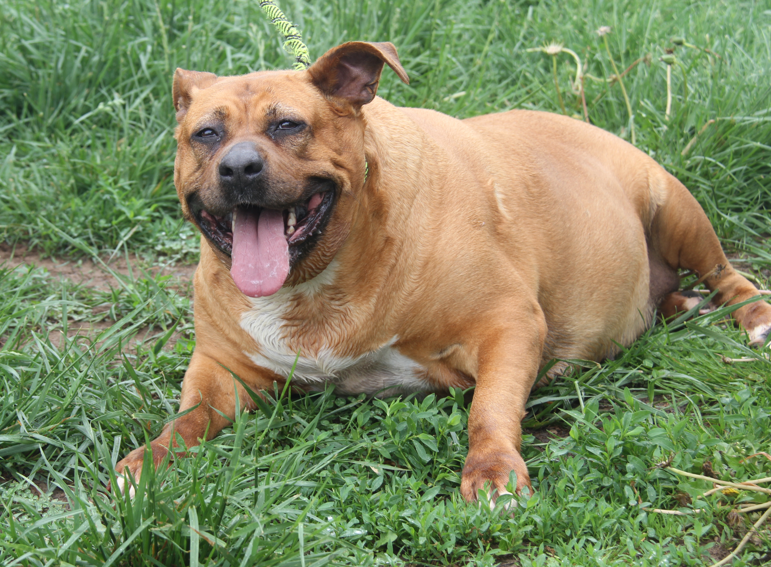 Chloe (Spayed) (Photos 5/4/2024), a Adoptable mixed breed in Marietta, OH image 2/6