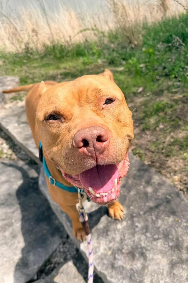 Enlarge Paprika Papi, a Adoptable American Staffordshire Terrier in Wheaton, IL image 1/4