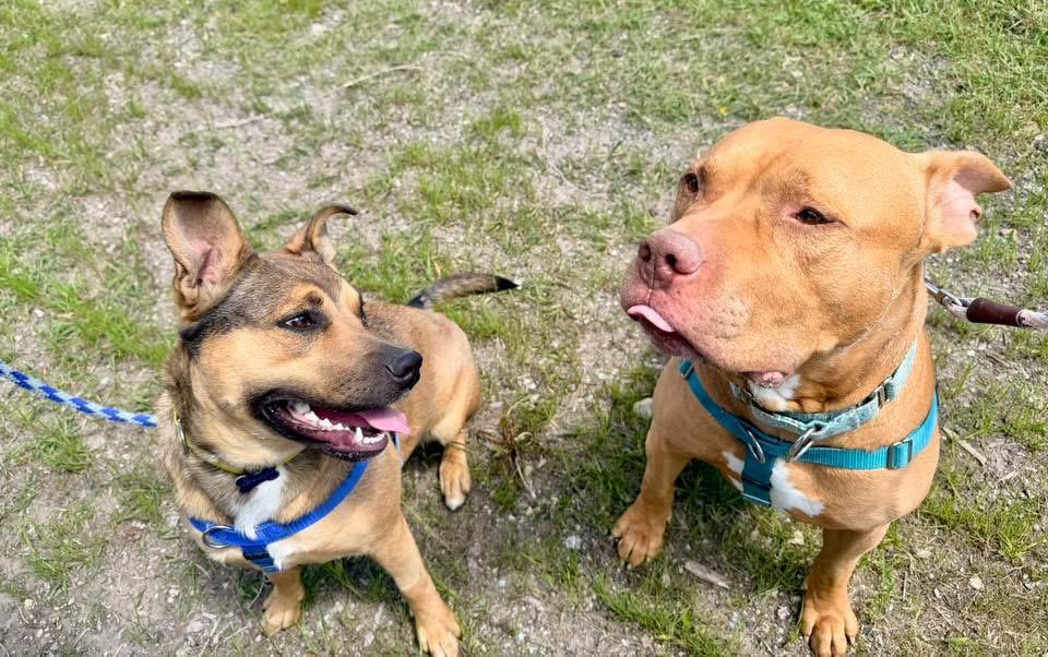 Enlarge Paprika Papi, a Adoptable American Staffordshire Terrier in Wheaton, IL image 2/4