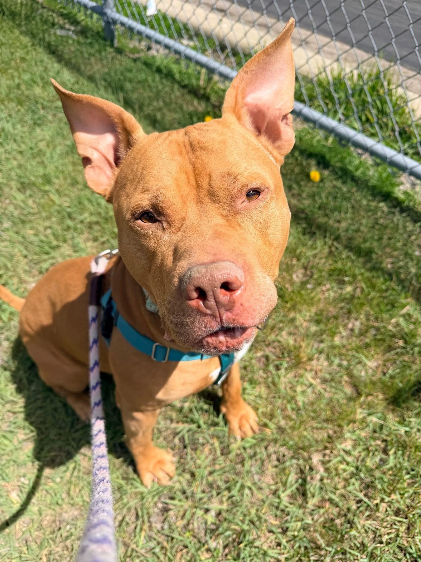 Enlarge Paprika Papi, a Adoptable American Staffordshire Terrier in Wheaton, IL image 3/4