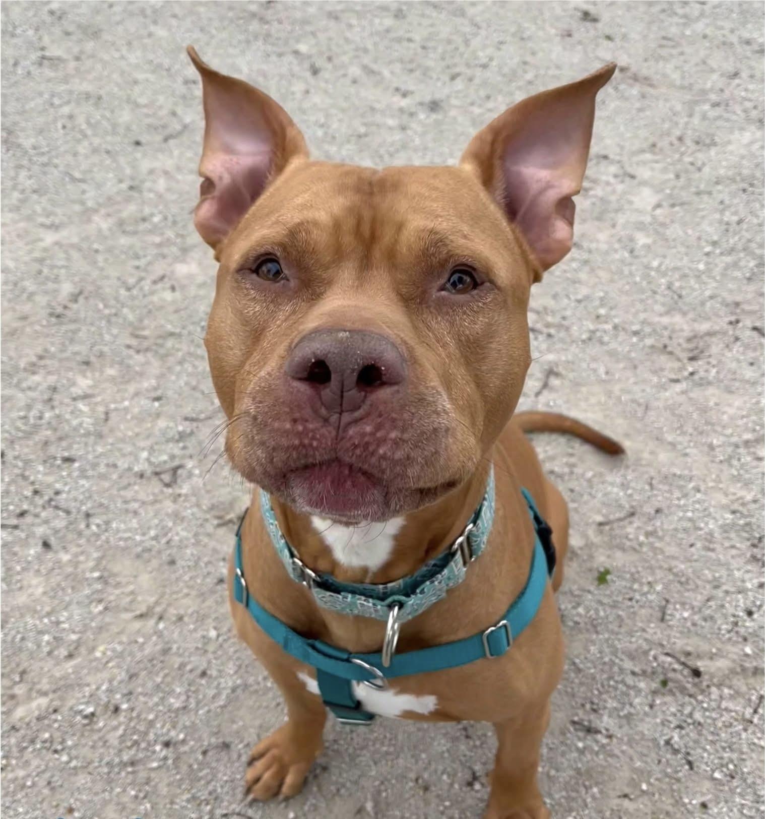 Enlarge Paprika Papi, a Adoptable American Staffordshire Terrier in Wheaton, IL image 4/4