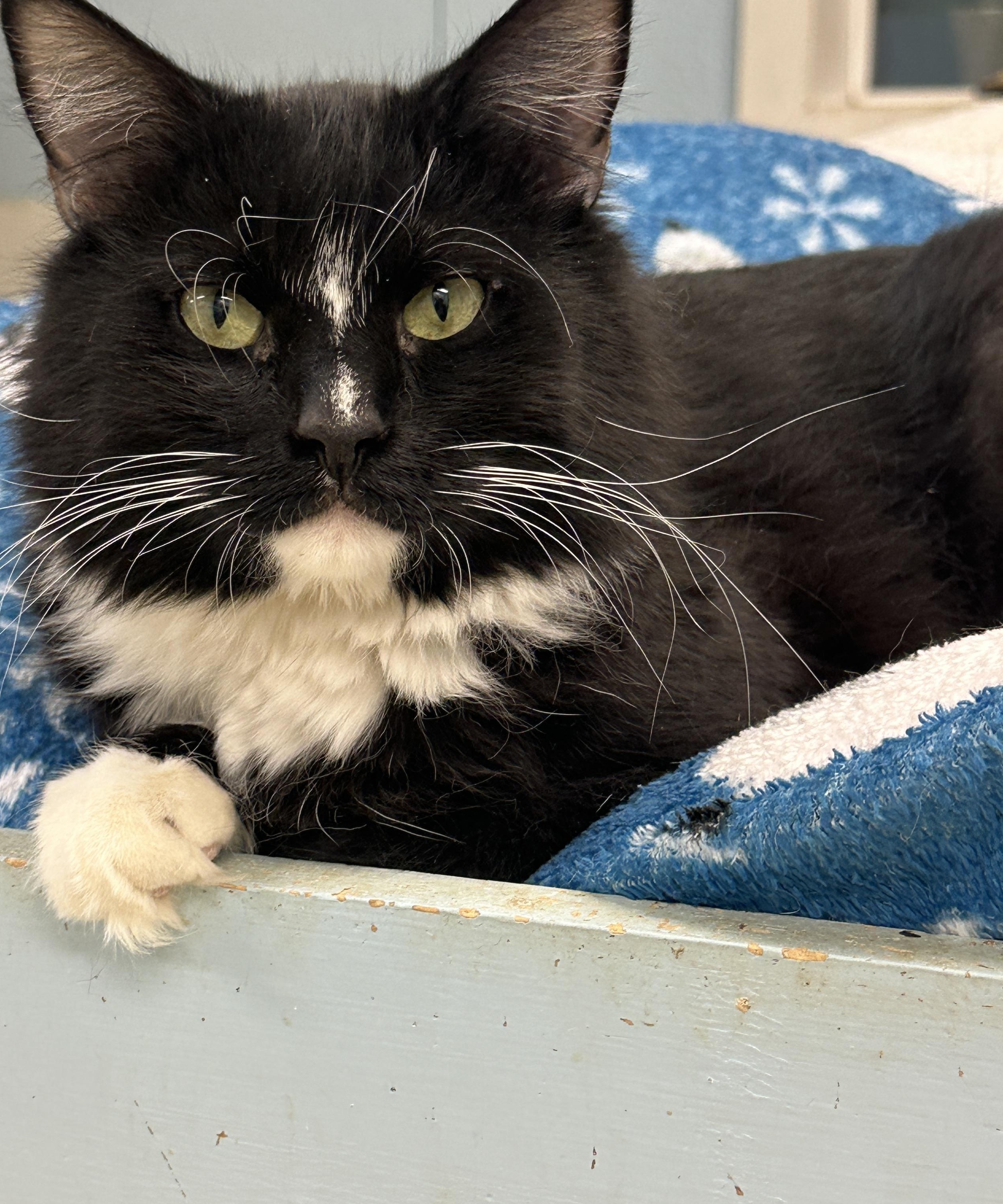 Arden-VERY Shy, a Adoptable mixed breed in Anchorage, AK image 5/6